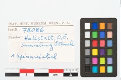 Foto von Spinnwirtel (NHMW-PRAE-078086)